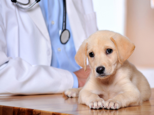 Costa Mesa Pet Clinic Insurance